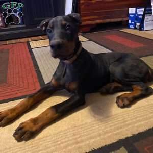 Hannah, Doberman Pinscher Puppy